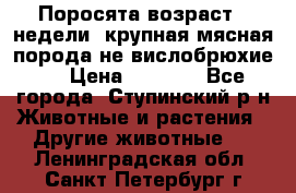 Поросята возраст 4 недели, крупная мясная порода(не вислобрюхие ) › Цена ­ 4 000 - Все города, Ступинский р-н Животные и растения » Другие животные   . Ленинградская обл.,Санкт-Петербург г.